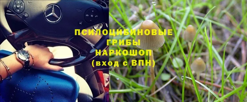 Псилоцибиновые грибы Magic Shrooms  закладки  ОМГ ОМГ   Владимир 