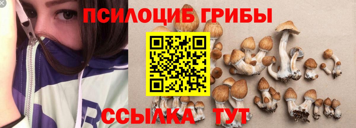 Владимир  Псилоцибиновые грибы Cubensis  Вход с VPN 